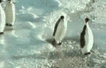 meme les pingouin i son alcolo